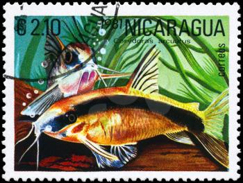NICARAGUA - CIRCA 1981: A Stamp printed in NICARAGUA shows image of a Corydoras with the description Corydoras arcuatus from the series Tropical Fish, circa 1981