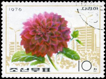 NORTH KOREA - CIRCA 1976: A Stamp printed in NORTH KOREA shows image of a Dahlia, from the series Flowers, circa 1976