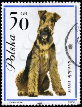 POLAND - CIRCA 1963: A Stamp printed in POLAND shows image of a Airedale Terrier from the series Dogs, circa 1963