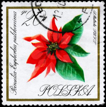 POLAND - CIRCA 1966: A Stamp shows image of a Poinsettia from the Flowers series, circa 1966