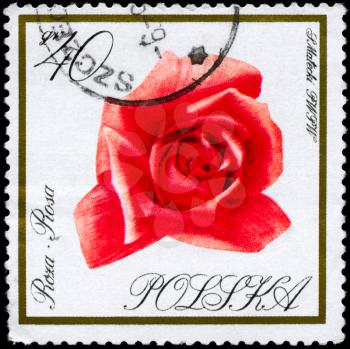 POLAND - CIRCA 1966: A Stamp shows image of a Rose from the Flowers series, circa 1966