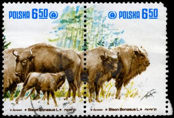 POLAND - CIRCA 1981: A fragment of the Stamp strip printed in POLAND shows the image of Wild Bisons with the inscription Bison bonasus, circa 1981