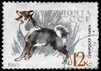 USSR - CIRCA 1965: A Stamp printed in USSR shows image of a Siberian Husky from the series Dogs, circa 1965