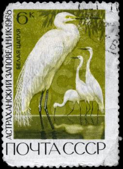 USSR - CIRCA 1968: A Stamp printed in USSR shows image of a Great White Egret from the series Astrakhan state reservations, circa 1968