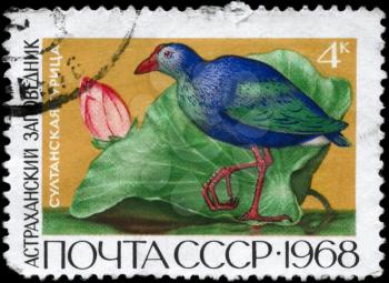 USSR - CIRCA 1968: A Stamp printed in USSR shows image of a Purple Swamphen from the series Astrakhan state reservations, circa 1968
