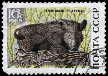 USSR - CIRCA 1969: A Stamp printed in USSR shows image of a Wild pig and piglets from the series Belovezhskaya Forest reservation, circa 1969