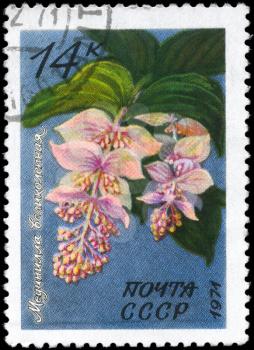 USSR - CIRCA 1971: A Stamp printed in USSR shows the Medinilla magnifica, from the series Flowers, circa 1971