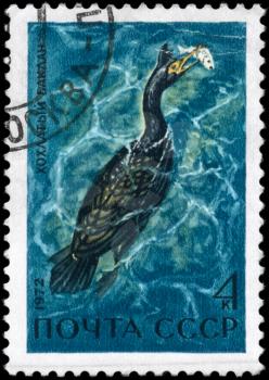 USSR - CIRCA 1972: A Stamp printed in USSR shows image of a Bering's Cormorant  from the series Waterfowl of the USSR, circa 1972