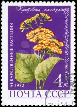 USSR - CIRCA 1972: A Stamp printed in USSR shows the Groundsel, with the description Senecio platyphylloides, from the series Medicinal Plants, circa 1972