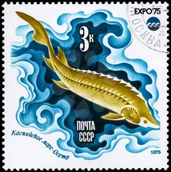 USSR - CIRCA 1975: A Stamp printed in USSR shows image of a Sturgeon, Caspian Sea from the series Oceanexpo 75 Emblem, circa 1975
