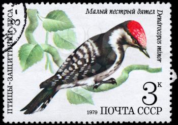 USSR - CIRCA 1979: A Stamp shows image of a Woodpecker with the inscription Dendrocopos minor from the series Birds - defenders of forest, circa 1979