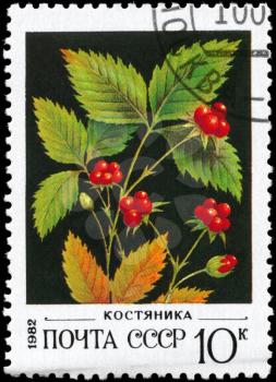 USSR - CIRCA 1982: A Stamp printed in USSR shows image of a Stone Brambles, series, circa 1982