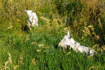 Domestic goats on the pasture
