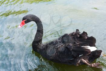 Black swan on the water surface