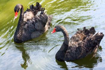 Two black swans on the water surface