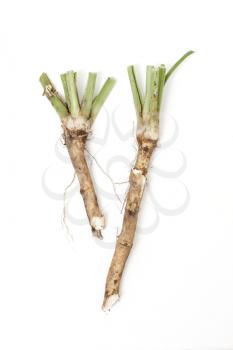 Royalty Free Photo of Two Roots of Horseradish 