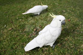 Royalty Free Photo of Two Cockatoos