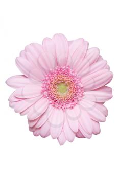 Royalty Free Photo of a Pink Flower