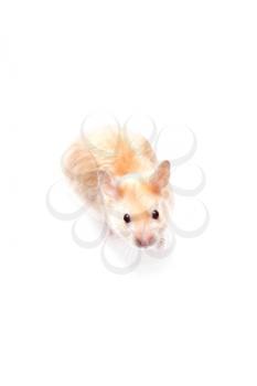 Royalty Free Photo of a Hamster