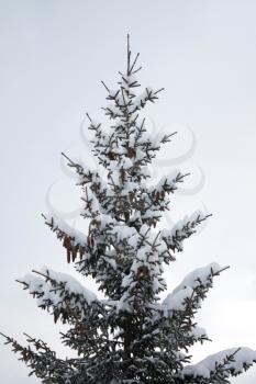 Royalty Free Photo of a Snow Covered Tree