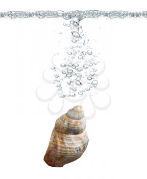 Royalty Free Photo of a Seashell in Water
