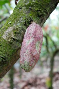 Royalty Free Photo of Cacao Plant