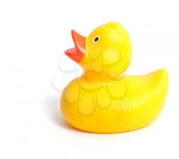 Royalty Free Photo of a Rubber Duck