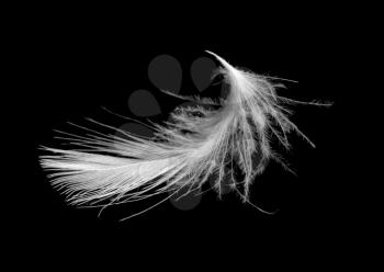 Royalty Free Photo of a Feather