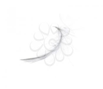 Royalty Free Photo of a Feather