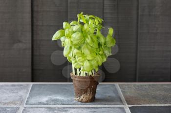 Royalty Free Photo of a Basil Plant