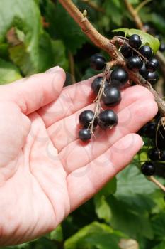 Royalty Free Photo of a Person Holding Blackcurrants