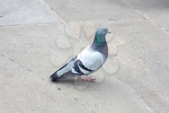 Royalty Free Photo of a Pigeon