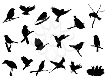 Royalty Free Clipart Image of Bird Silhouettes
