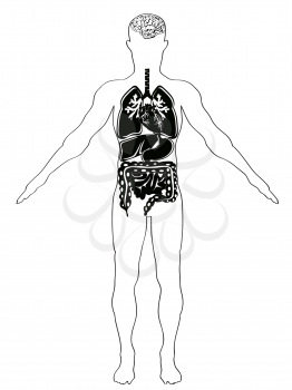 Royalty Free Clipart Image of Human Anatomy