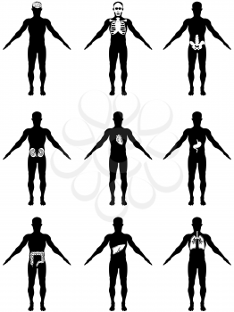 Royalty Free Clipart Image of Human Bodies