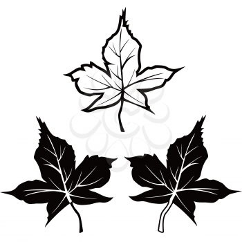isolated black maple leaf shape outline contour icons from white background
