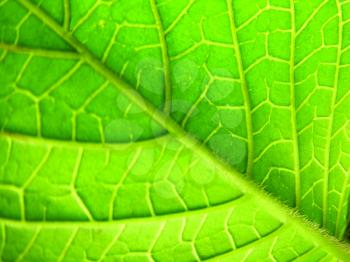 Royalty Free Photo of a Veined Leaf