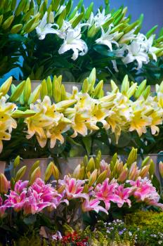 colorfull fresh lily flowers at the flowers market