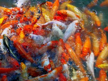    bounch of goldfishes splashing on the wather                            