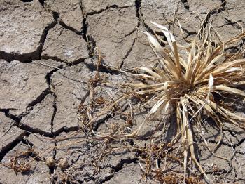 Royalty Free Photo of a Weed in Cracked Mud