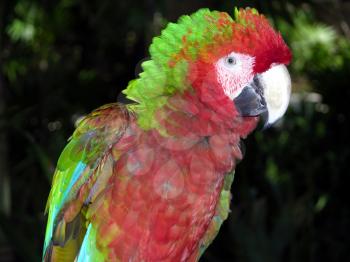 Royalty Free Photo of a Parrot