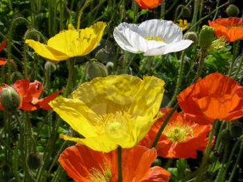 Royalty Free Photo of Blooming Poppies