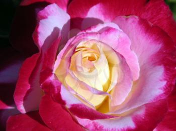 Royalty Free Photo of a Rose
