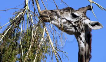 Royalty Free Photo of a Giraffe Eating Leaves