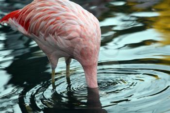 Royalty Free Photo of a Flamingo