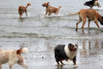 Royalty Free Photo of Dogs at the Beach