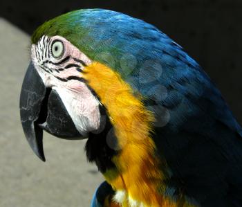 Royalty Free Photo of a Parrot