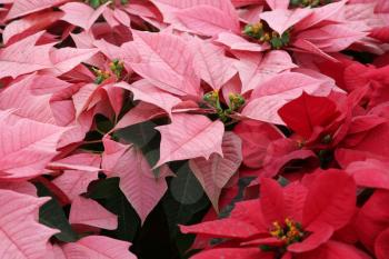 Royalty Free Photo of Pink and Red Poinsettias