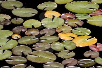 Royalty Free Photo of Lily Pads