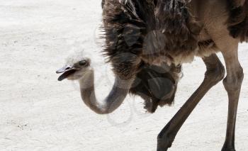 Royalty Free Photo of an Ostrich